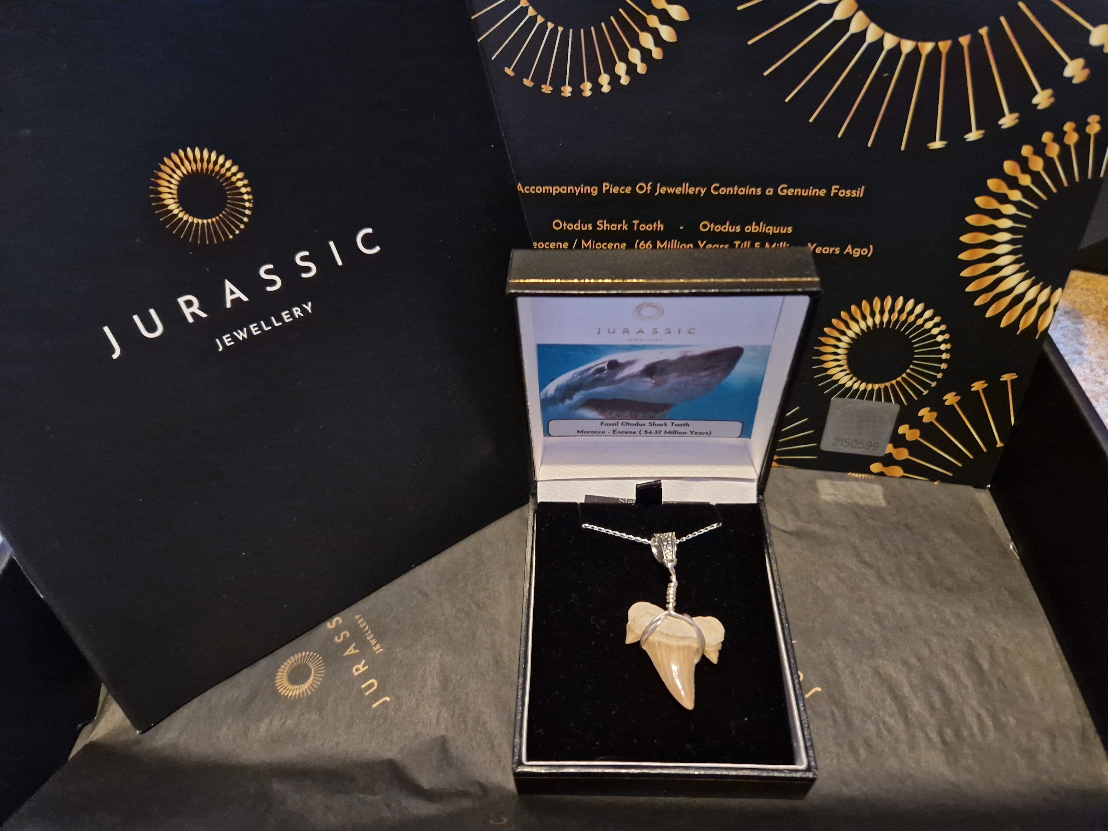 Otodus Shark Tooth Pendant – Real Fossil Necklace on Sterling Silver Chain