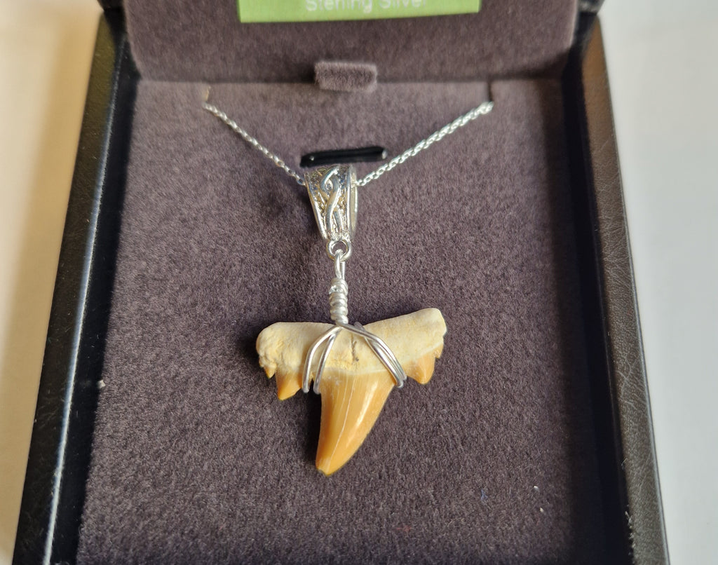 Otodus Shark Tooth Pendant – Real Fossil Necklace on Sterling Silver Chain