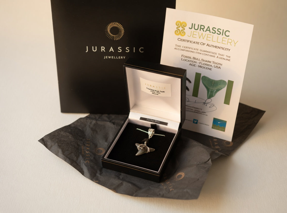 Fossil Bull Shark Tooth Necklace